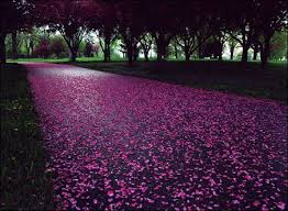 Rose lined road